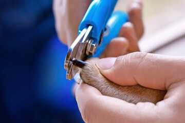 Close up of nail trimming of dog nails showing hand holding paw and nail clipper