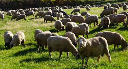 Aufnahme vieler Schafe auf der Weide fressend