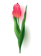 Realistic tulip with bud, stem with green leave. Beautiful spring pink blossom flower. design element for invitation, greeting card or save the date card