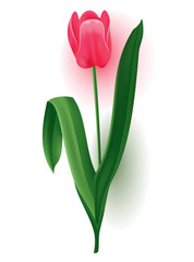 Realistic tulip with bud, stem with green leave. Beautiful spring pink blossom flower. design element for invitation, greeting card or save the date card