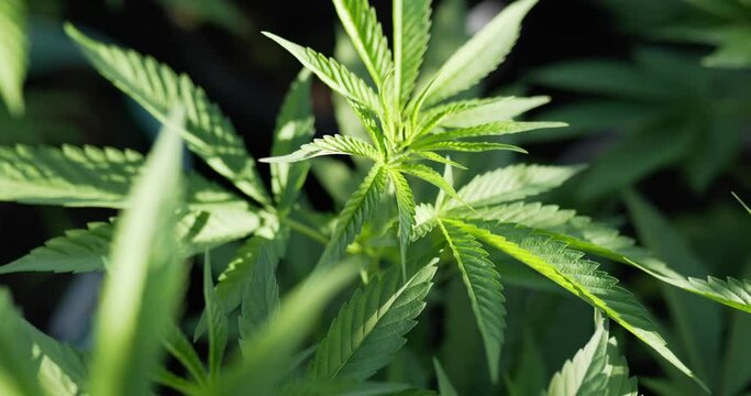 Handheld panning Close up shot, cannabis or Marijuana leave moving with the wind and sunlight, Shallow depth of field and blurred background.