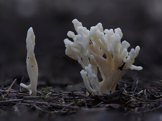 Runzeliger Keulenpilz (Clavulina rugosa) © Lothar Lenz