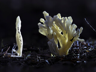 Runzeliger Keulenpilz (Clavulina rugosa) © Lothar Lenz