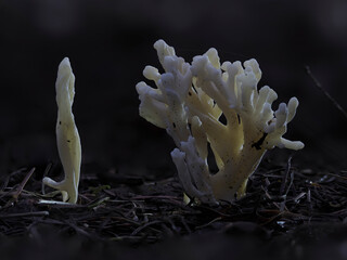 Runzeliger Keulenpilz (Clavulina rugosa) © Lothar Lenz
