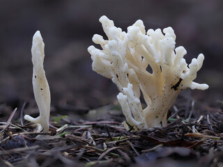 Runzeliger Keulenpilz (Clavulina rugosa) © Lothar Lenz