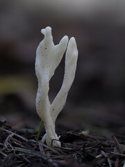Runzeliger Keulenpilz (Clavulina rugosa) © Lothar Lenz
