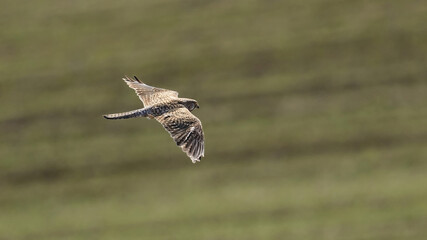 common kestrel in flight over a meadow