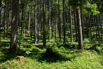Plakat trees in the forest