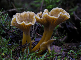 Trompetenpfifferling (Craterellus tubaeformis)