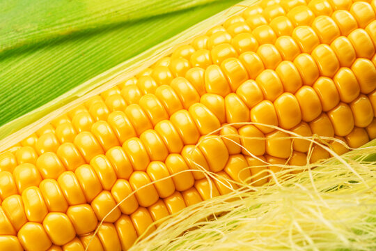 Maize cob or corn cob and corn silk close up. Macro shot.