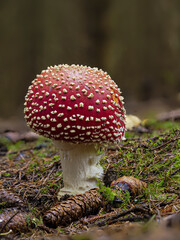 Fliegenpilz (Amanita muscaria)