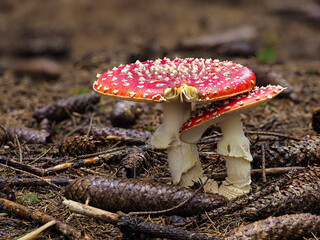Fliegenpilz (Amanita muscaria)
