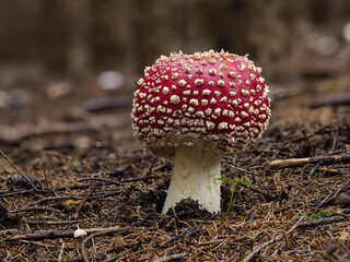 Fliegenpilz (Amanita muscaria)