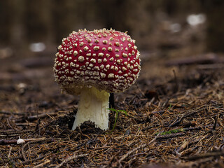 Fliegenpilz (Amanita muscaria)