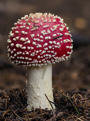Fliegenpilz (Amanita muscaria)