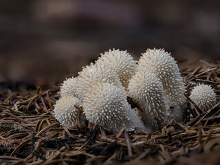 Flaschen-Stäubling (Lycoperdon perlatum)