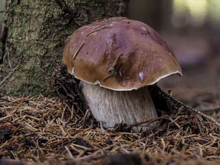 Gemeiner Steinpilz (Boletus edulis), Fichten-Steinpilz, Herrenpilz, Edelpilz