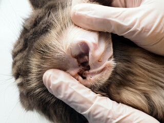 Close-up of a dirty cat's ear. Veterinarian's hands in gloves