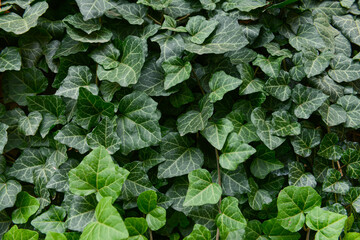 Beautiful green bushes as background