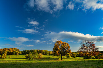 Wentworth Woodhouse, autumn landscape with tree
