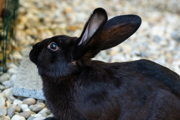 Beautiful rabbit - black mini lop outside in the aviary