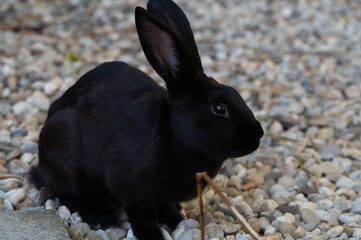 Beautiful rabbit - black mini lop outside in the aviary