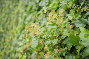 Green leaves wallpaper great foliage creepers flowers