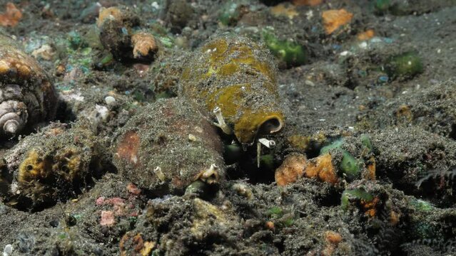 A group of deadly poisonous Cone Snails move about amongst the rubble scattered on the ocean floor. Marine science observation