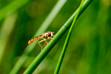 Long hoverfly (Sphaerophoria scripta) male on a grass stem which is a flying insect species found in the UK and also known as common twist-tail, stock photo image with copy space
