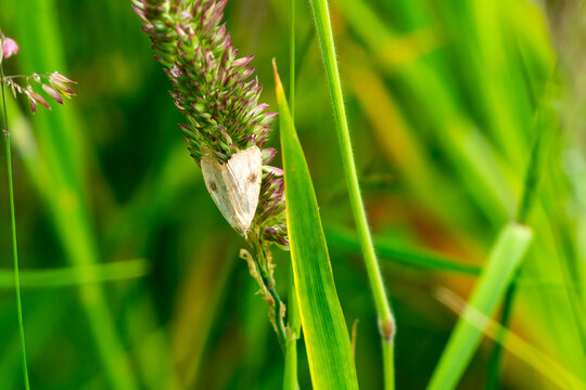 Straw Dot moth (Rivula sericealis) of the Noctuidae family resting on a grass plant which is a small white, brown nocturnal insect flying in spring and summer, stock photo image  
