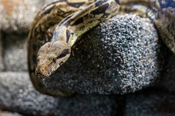 Close-up of a boa constrictor on a stone in attack position.