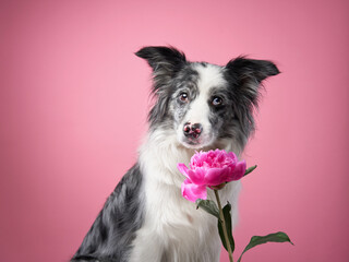 Marble Border Collie with flowers. Cute dog on a pink background in studio