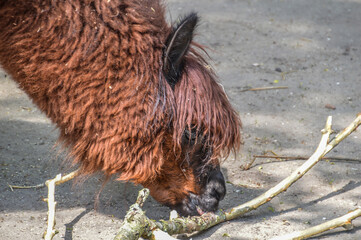 Close Up Of A Lama Eating A Branch