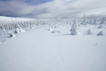 樹氷　スノーモンスター