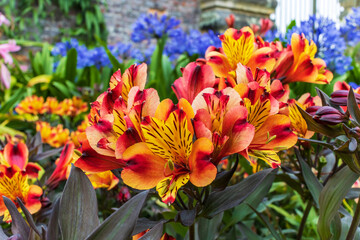 Alstroemeria Indian Summer, a vigorous perennial with coppery-orange and golden-yellow flowers in a garden herbaceous border.