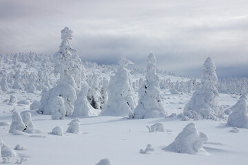 樹氷　スノーモンスター