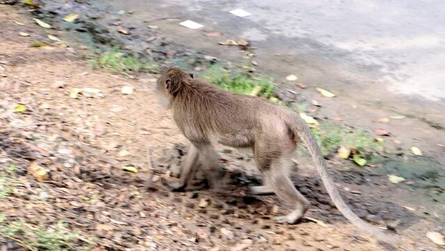 Macaque walks beside the road looking for food, Thailand