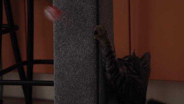 A kitten playing at home