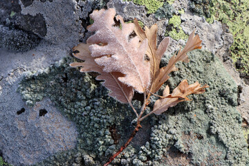 leaves covered with dew on the rock