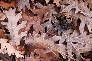 autumn leaves covered with dew