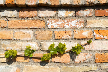 branch of  spring vine on the brick wall