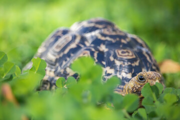 Cute baby African Leopard Tortoise relaxing in green clover and grass field