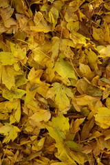 Fallen yellow leaves in forest, top view