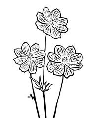 Handdrawn illustration flower for commercial social media nature background promotion event