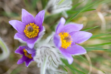 Pasque flower, National park Podyji, Southern Moravia, Czech Republic