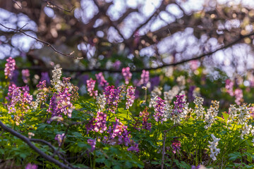 Hollow smokestack (Corydalis cava), spring forest, Southern Moravia, Czech Republic