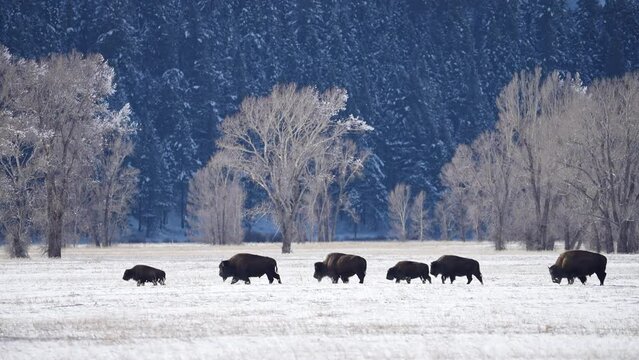 Herd of Bison walking in single file through snowy landscape in Wyoming during winter.