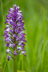wild orchid in White Carpathian Mountains, Czech Republic