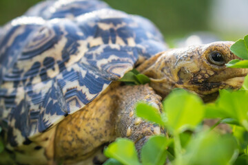 Cute baby African Leopard Tortoise relaxing in green clover and grass field