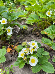 Strawberry plant with flowers. Agriculture, gardening concept.
